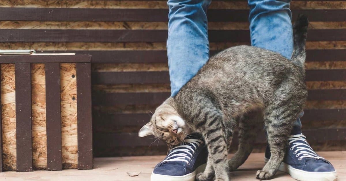 Descubren por qué los gatos manipulan mejor a las mujeres que a los hombres